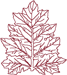 Redwork Acanthus Leaf Embroidery Design