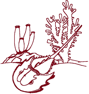 Redwork Sealife #3 Embroidery Design