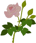 Chaucer's Pink Rose Embroidery Design