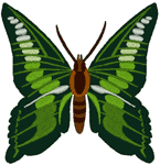 Green Dust Butterfly Embroidery Design