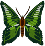 Butterflies