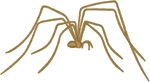 Machine Embroidery Design: Daddy Longlegs