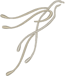 Ascending Holy Spirit Embroidery Design