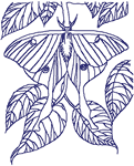 Redwork Luna Moth Embroidery Design