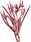 Redwork Crocus Embroidery Design