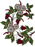 Strawberries & White Flowers Embroidery Design
