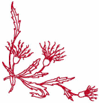 Redwork Embroidery Designs: Thistle Corner